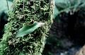 Tree Fern with leaf, Sassafras, Melbourne